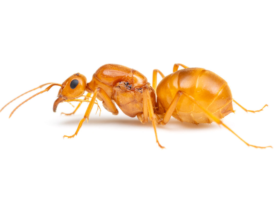 Gold Honeypot Ant queen (Myrmecocystus mexicanus)