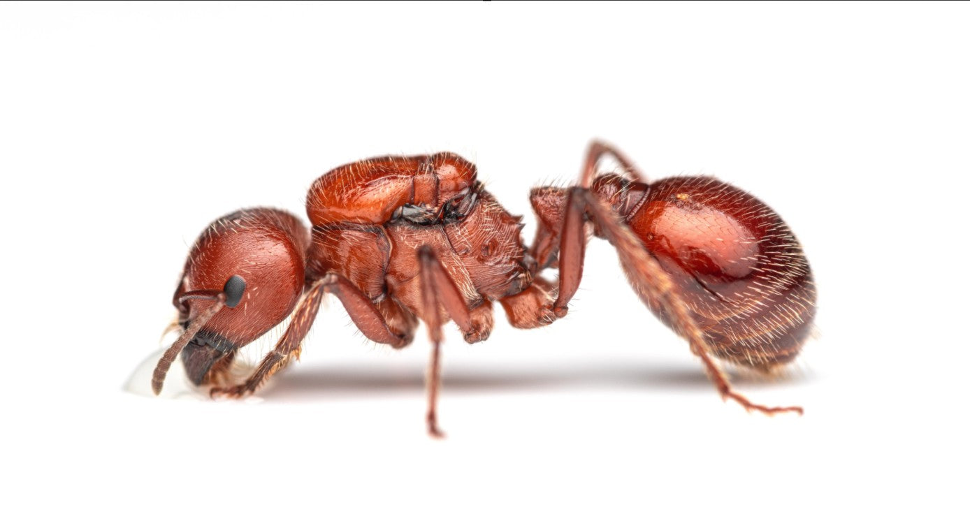 Red Harvester Ant queen (Pogonomyrmex barbatus) found after nuptial flight