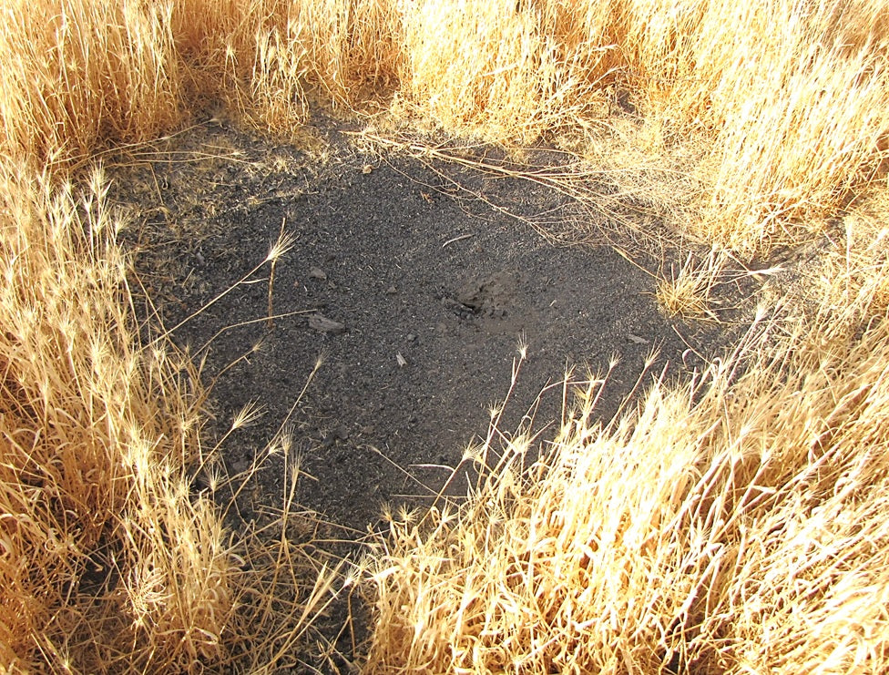 What Do Harvester Ants Eat? A Complete Feeding Guide for Ant Keepers