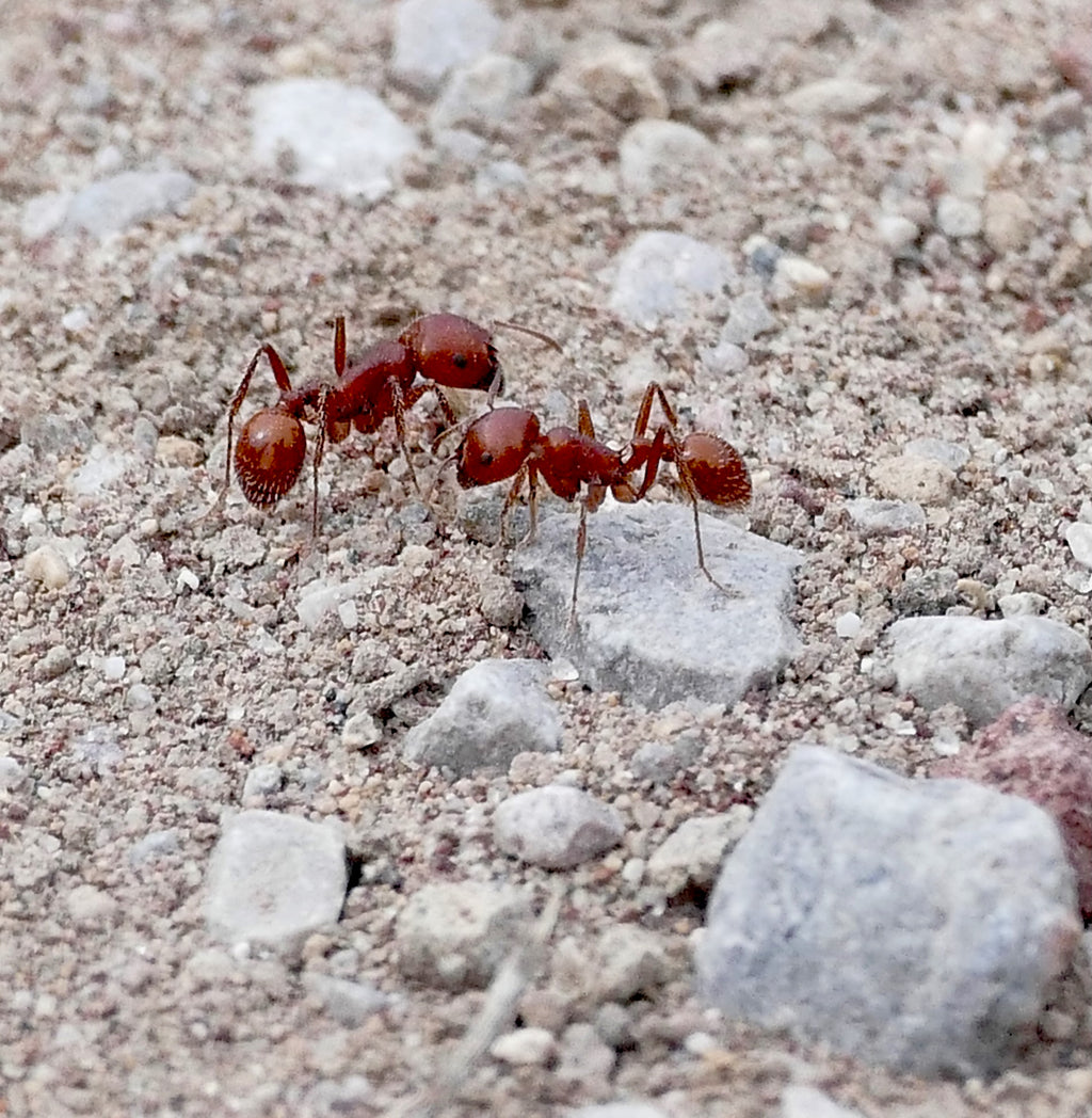 Queen Ants for Sale: Which Species Are Best for Beginners?