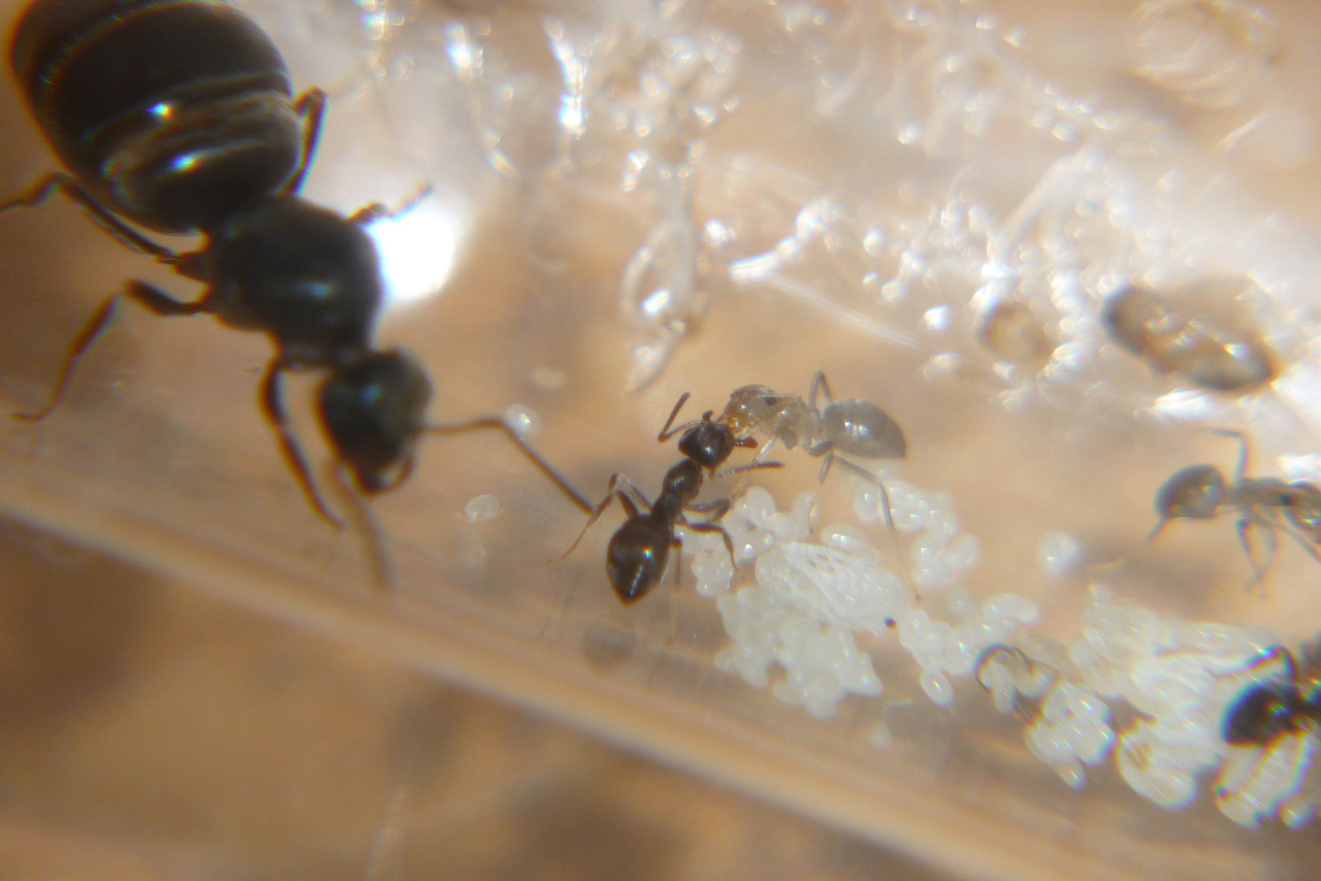 How to Set Up an Ant Farm: Step-by-Step Guide