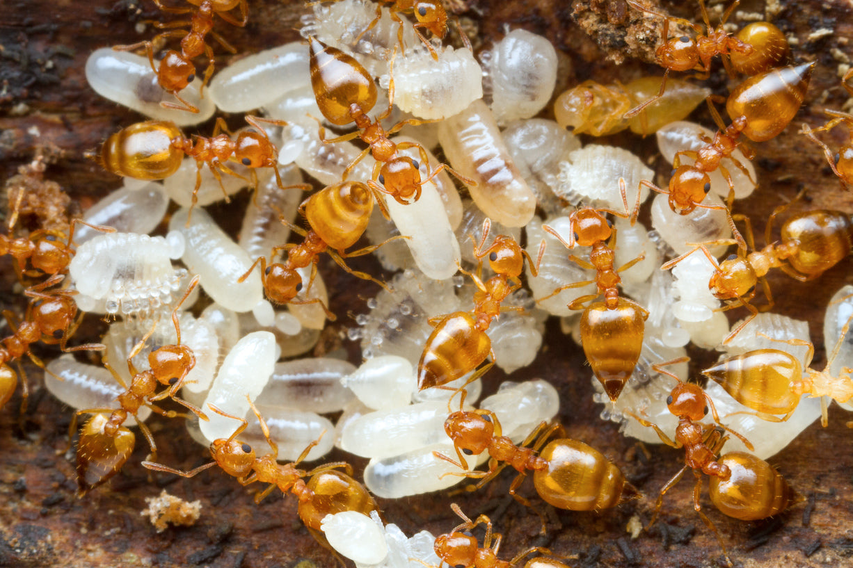 American Ant Store – Featured Ant Colonies & Supplies