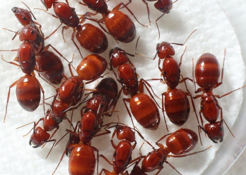 American Ant Store | Queen Ants for Sale, Live Ants & Ant Supplies