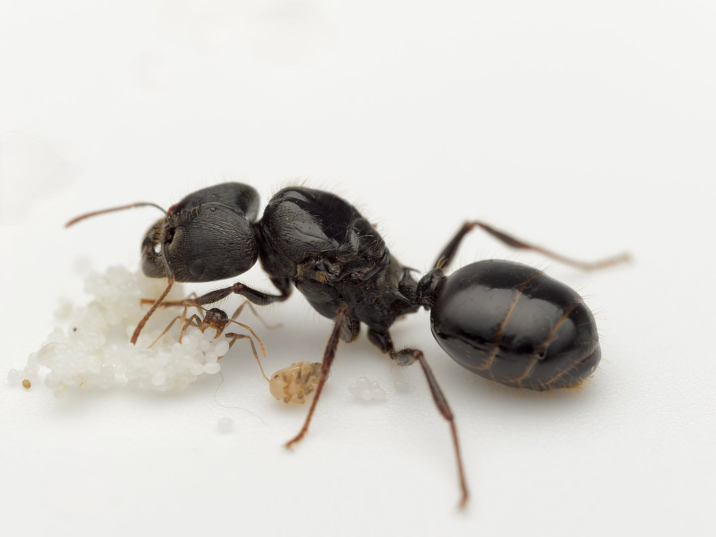 Giant Big-Headed Ant (Pheidole rhea)