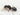 Giant Big-Headed Ant (Pheidole rhea)