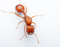 Western Harvester Ant (Pogonomyrmex occidentalis)