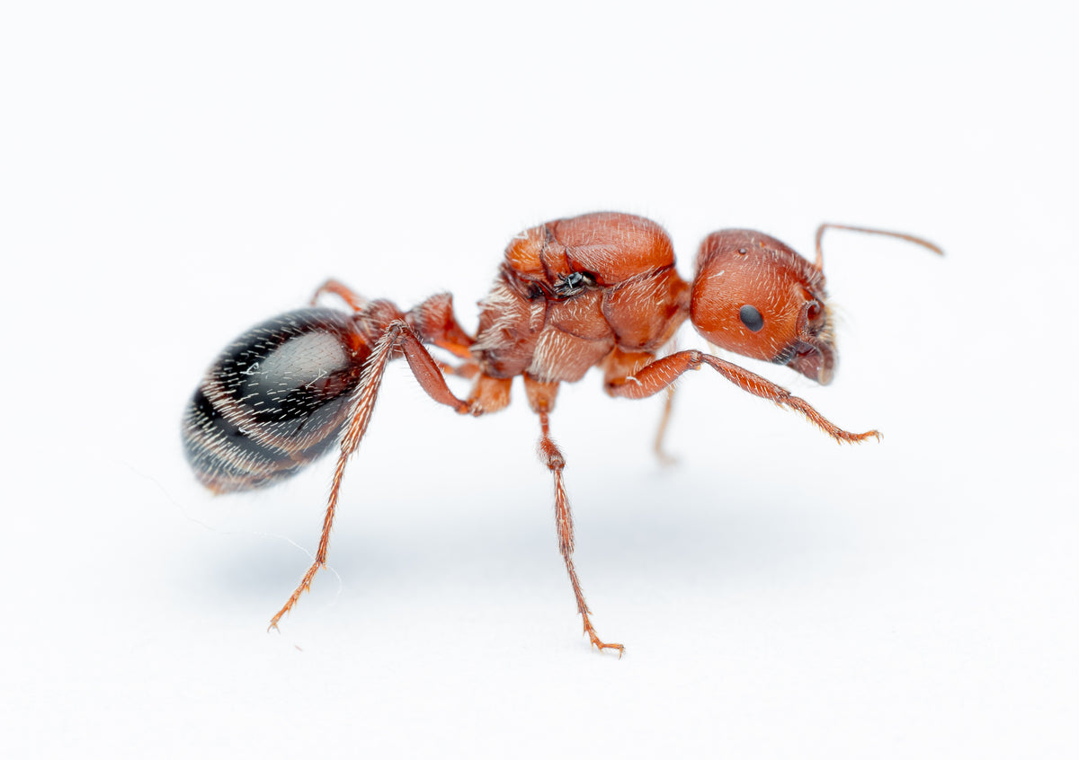 Pogonomyrmex bicolor queen ant with red body and dark gaster - harvester ant