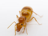 Gold Honeypot Ants (Myrmecocystus mexicanus)