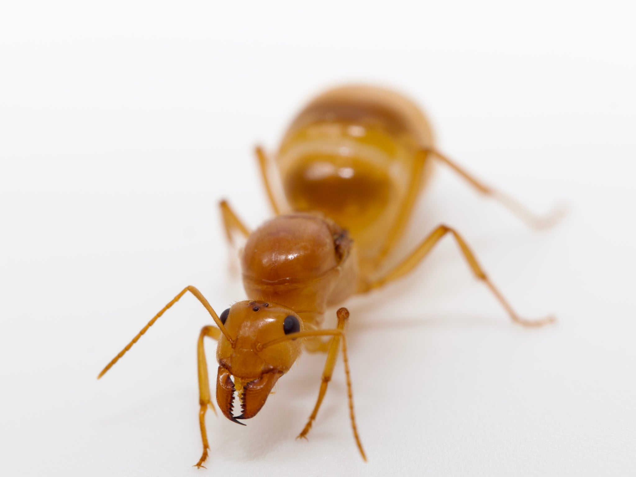 Gold Honeypot Ants (Myrmecocystus mexicanus)