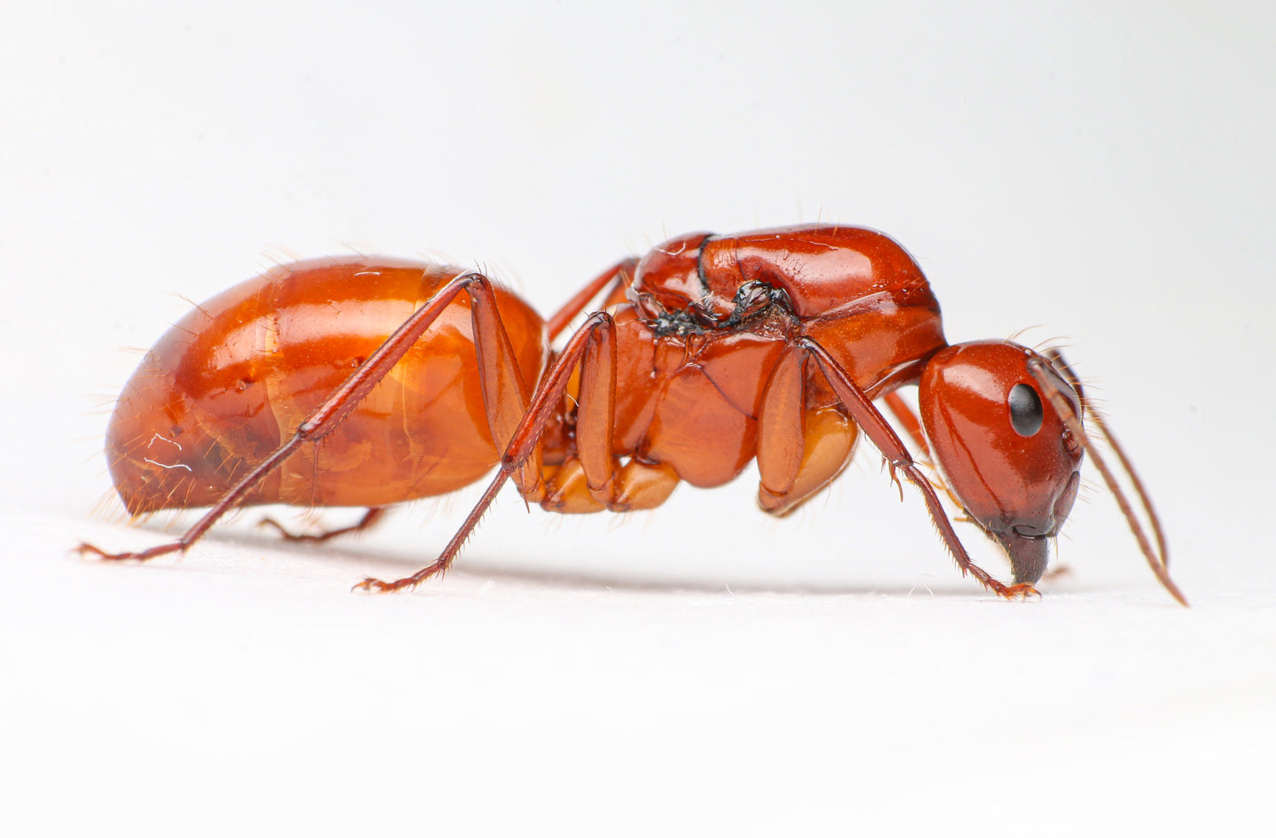 Ruby Chestnut Carpenter Ant (Camponotus castaneus)