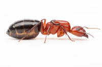 Camponotus discolor queen ant - Bicolor Carpenter Ant for sale