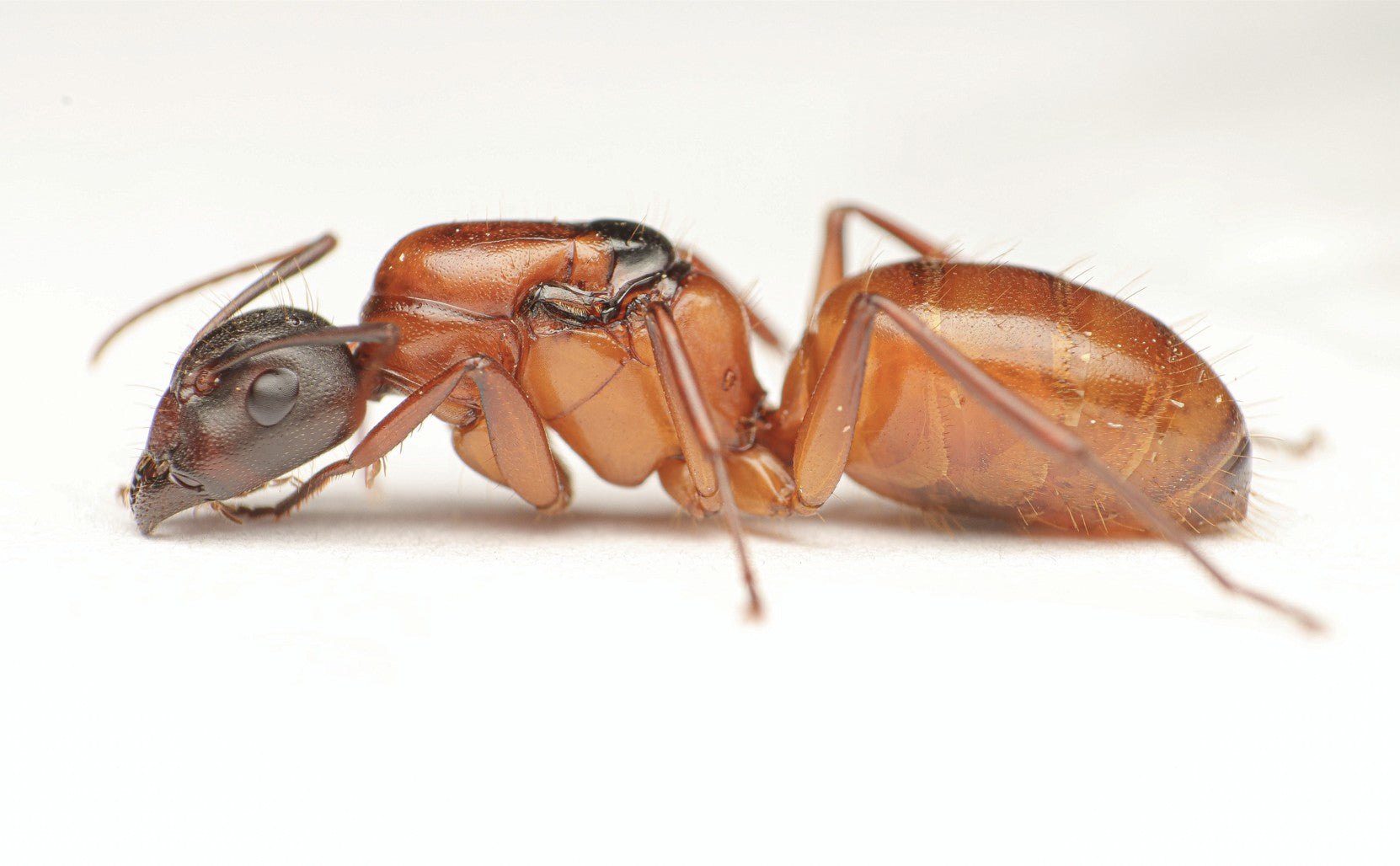 Camponotus ocreatus queen ant - Orange Desert Carpenter Ant for sale