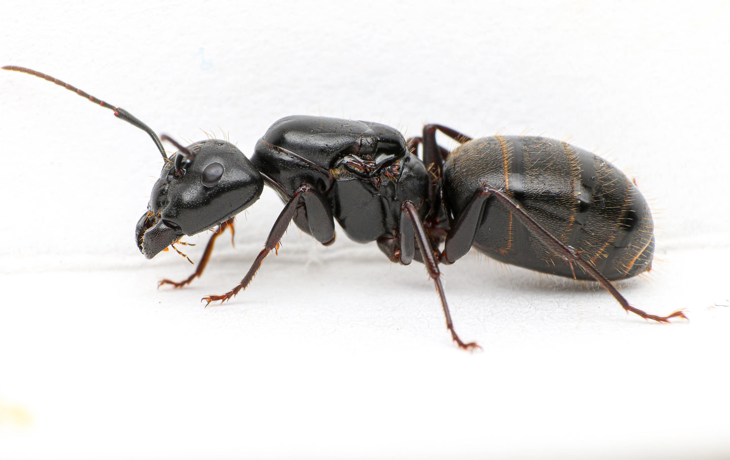 Camponotus pennsylvanicus queen ant - Black Carpenter Ant for sale