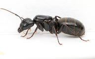 Black Carpenter Ant (Camponotus pennsylvanicus)
