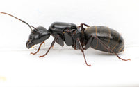 Black Carpenter Ant (Camponotus pennsylvanicus)