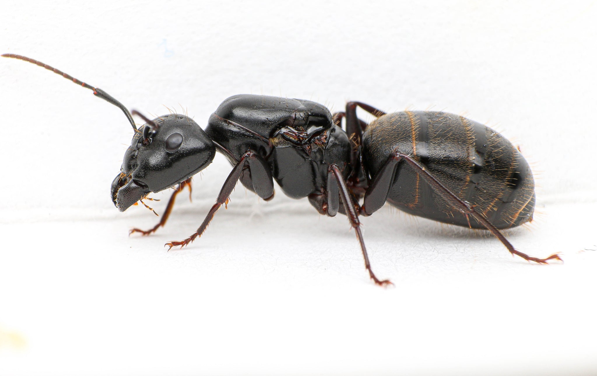 Black Carpenter Ant (Camponotus pennsylvanicus)