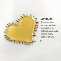 ByFormica Ant Nectar used in ant outworld feeding setup