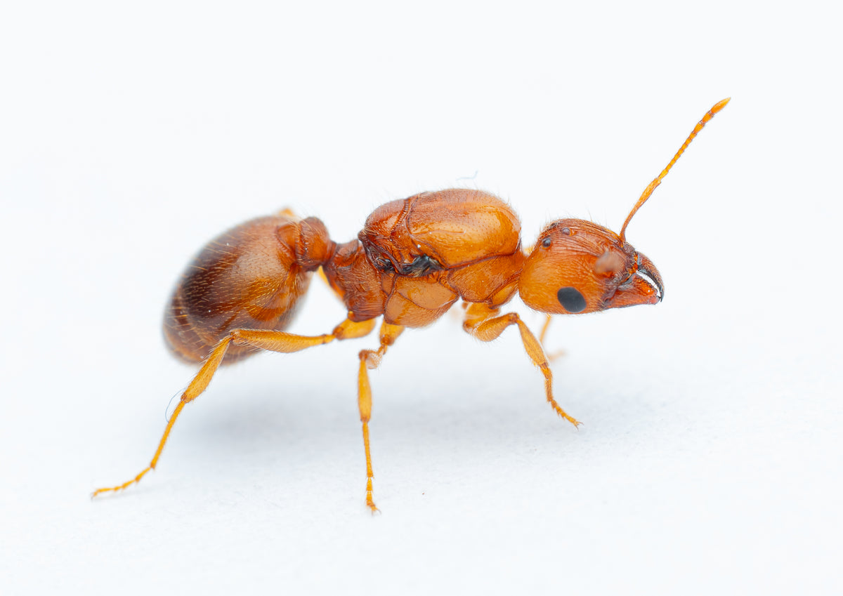 Pheidole morrisii queen ant in side profile showing amber-orange coloring - Big-Headed Ant