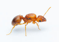 Pheidole morrisii (Big-Headed Ant)