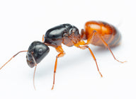 Camponotus sansabeanus (Southwestern Carpenter Ant)
