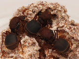 Texas Leafcutter Ant (Atta texana)