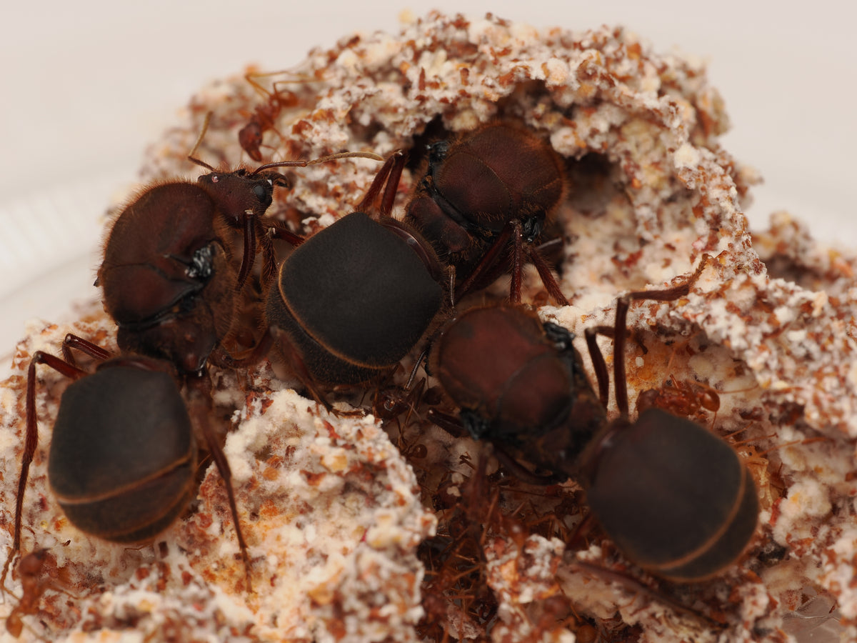 Texas Leafcutter Ant (Atta texana)