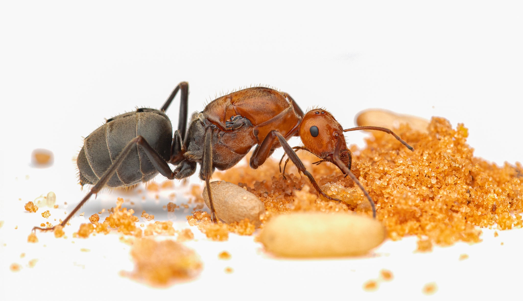 (Desert Honeypot Ants) Myrmecocystus mendax