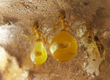 Gold Honeypot Ants (Myrmecocystus mexicanus)