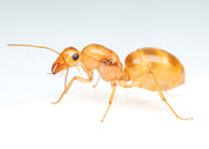 Little Gold Honeypot Ants (Myrmecocystus navajo)