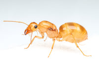 Little Gold Honeypot Ants (Myrmecocystus navajo)