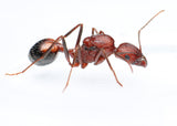 Novemessor cockerelli queen ant - Giant Long Legged Ant for sale
