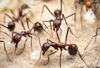 Novemessor cockerelli workers showing characteristic long legs