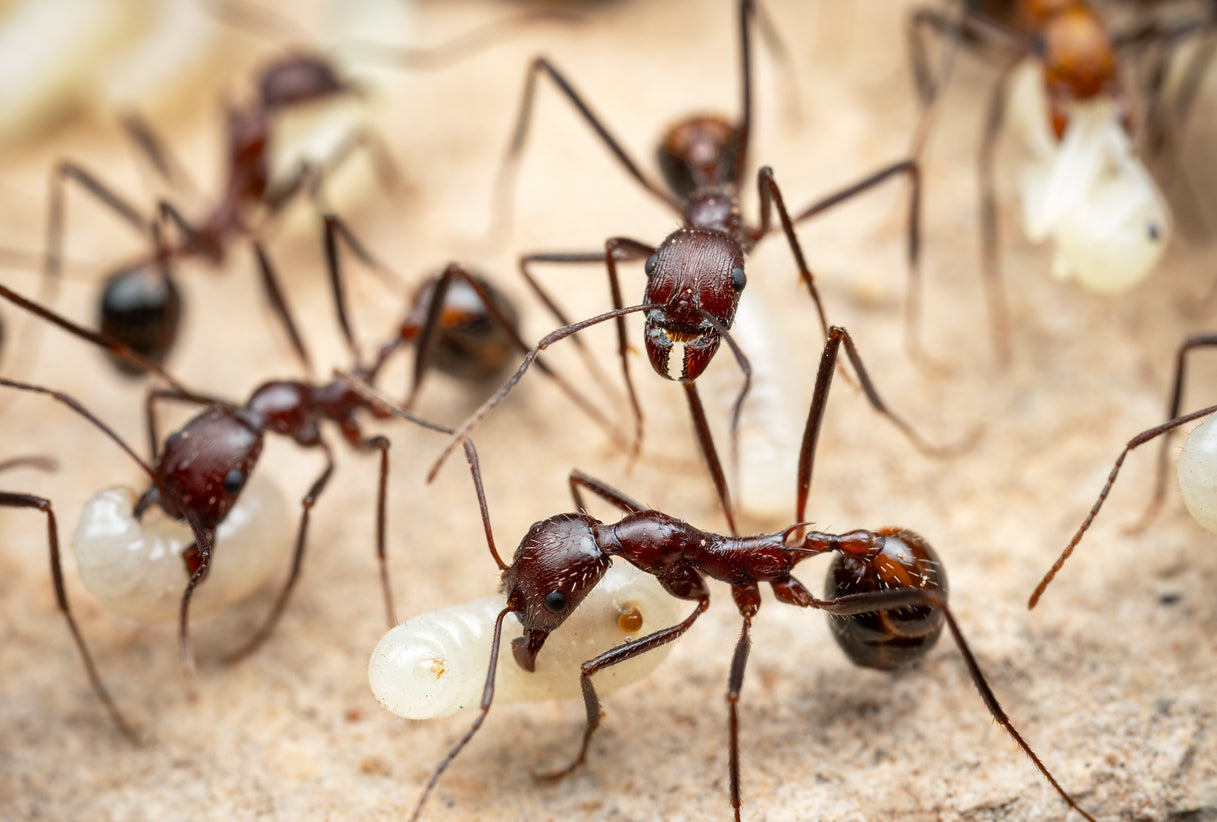 Novemessor cockerelli workers showing characteristic long legs