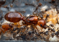 Pheidole militicida queen ant - Soldier Big-Headed Ant for sale