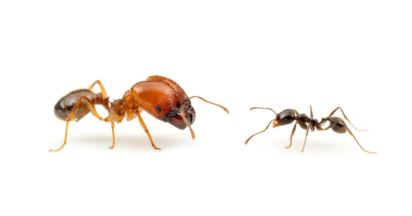 Solidier Big-Headed Ants (Pheidole militicida)