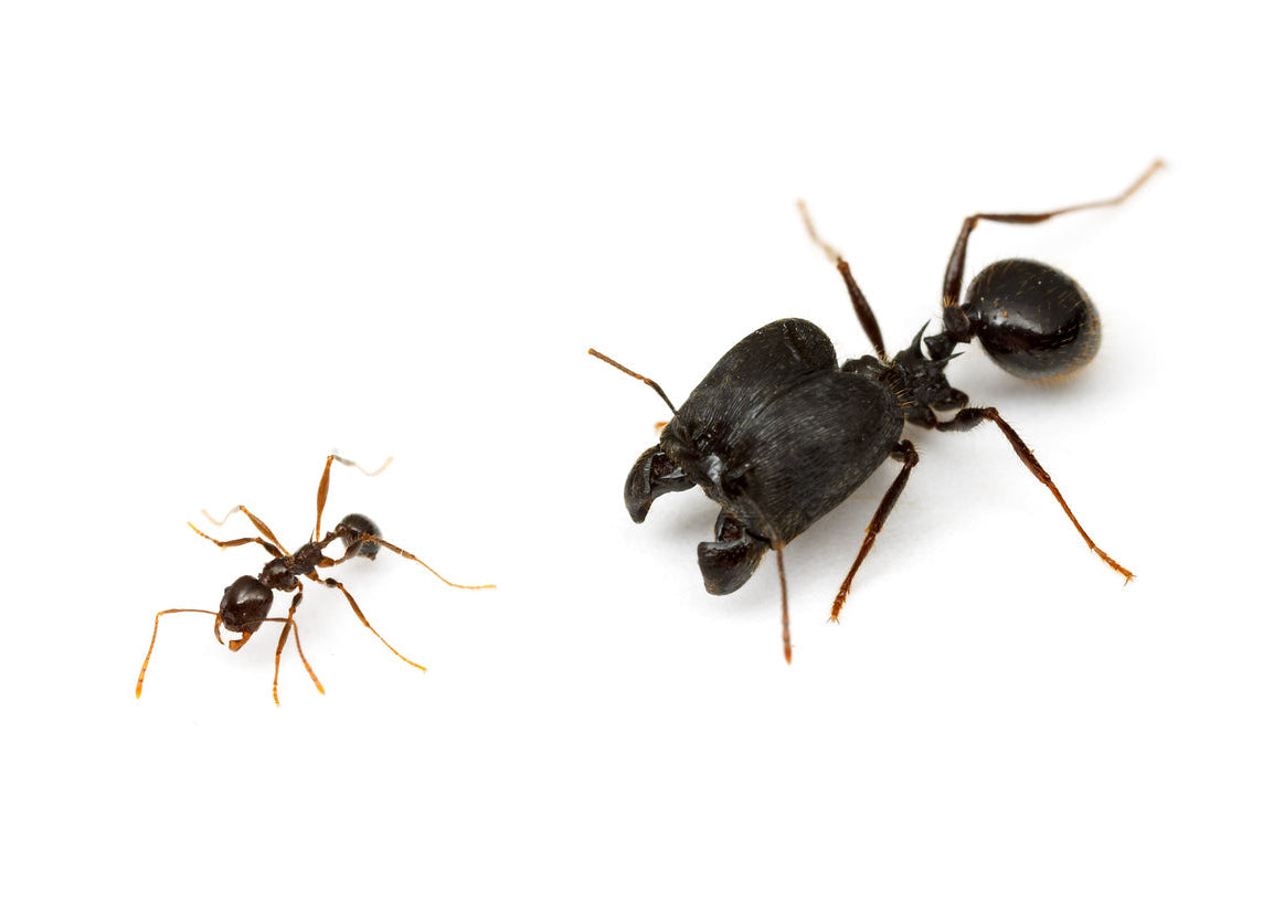 Pheidole rhea major and minor workers - Giant Big-Headed Ant colony