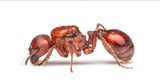 Pogonomyrmex barbatus queen ant - Red Harvester Ant for sale