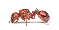 Pogonomyrmex barbatus queen ant - Red Harvester Ant for sale