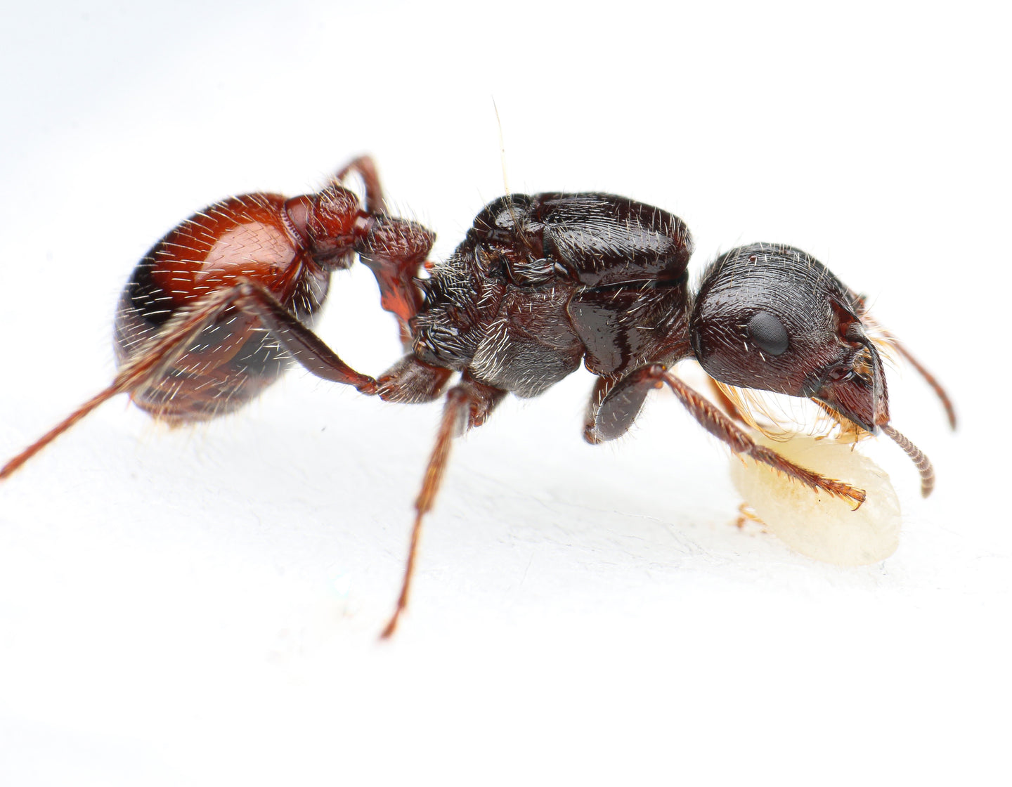 Pogonomyrmex rugosus queen ant - Desert Harvester Ant for sale