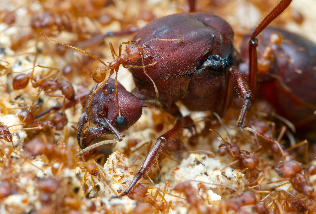 Live Atta texana Texas leafcutter ant queen for sale