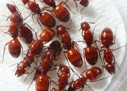 American Ant Store