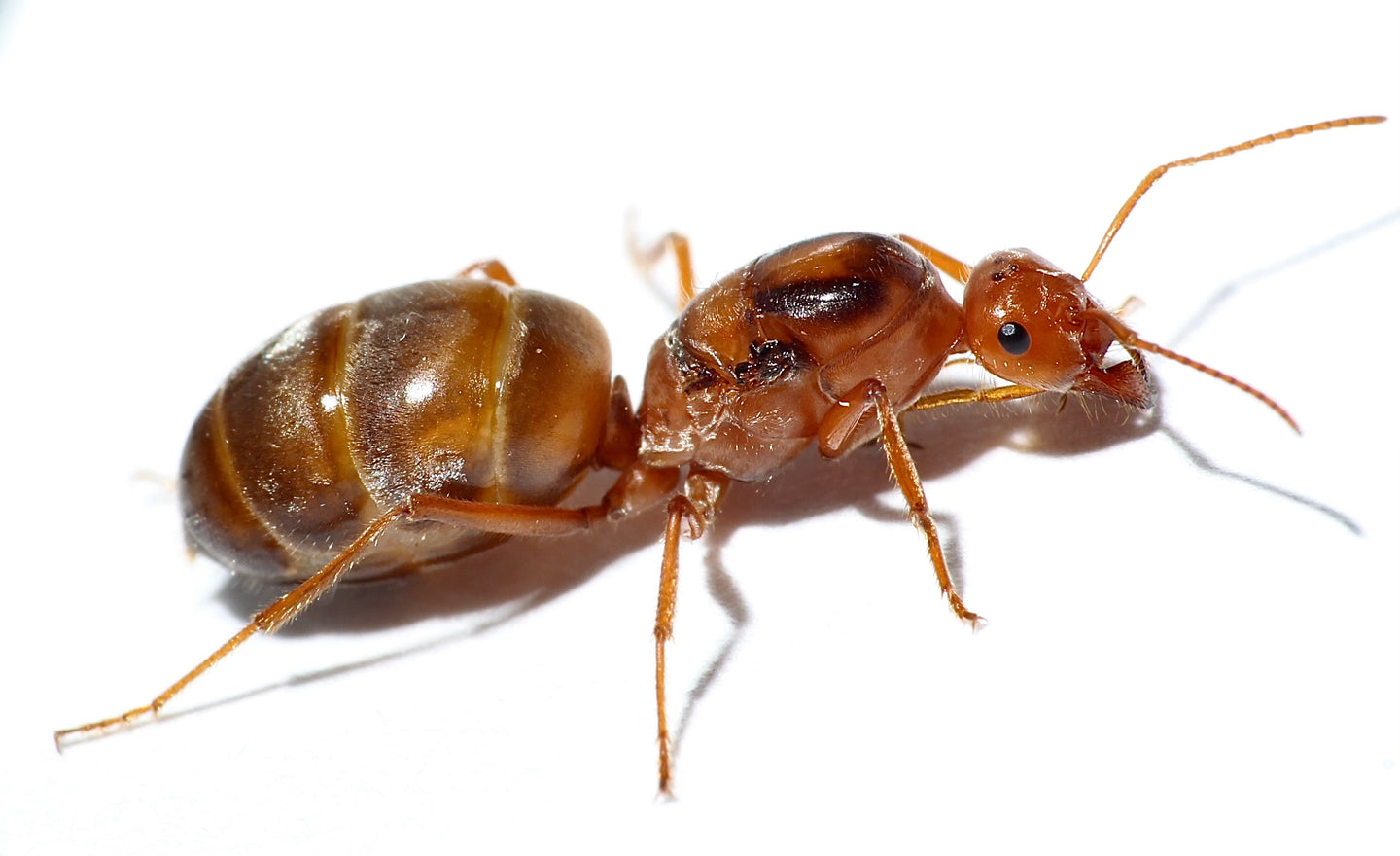 Myrmecocystus kennedyi queen ant - Honeypot Ant for sale