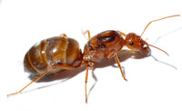 Myrmecocystus kennedyi