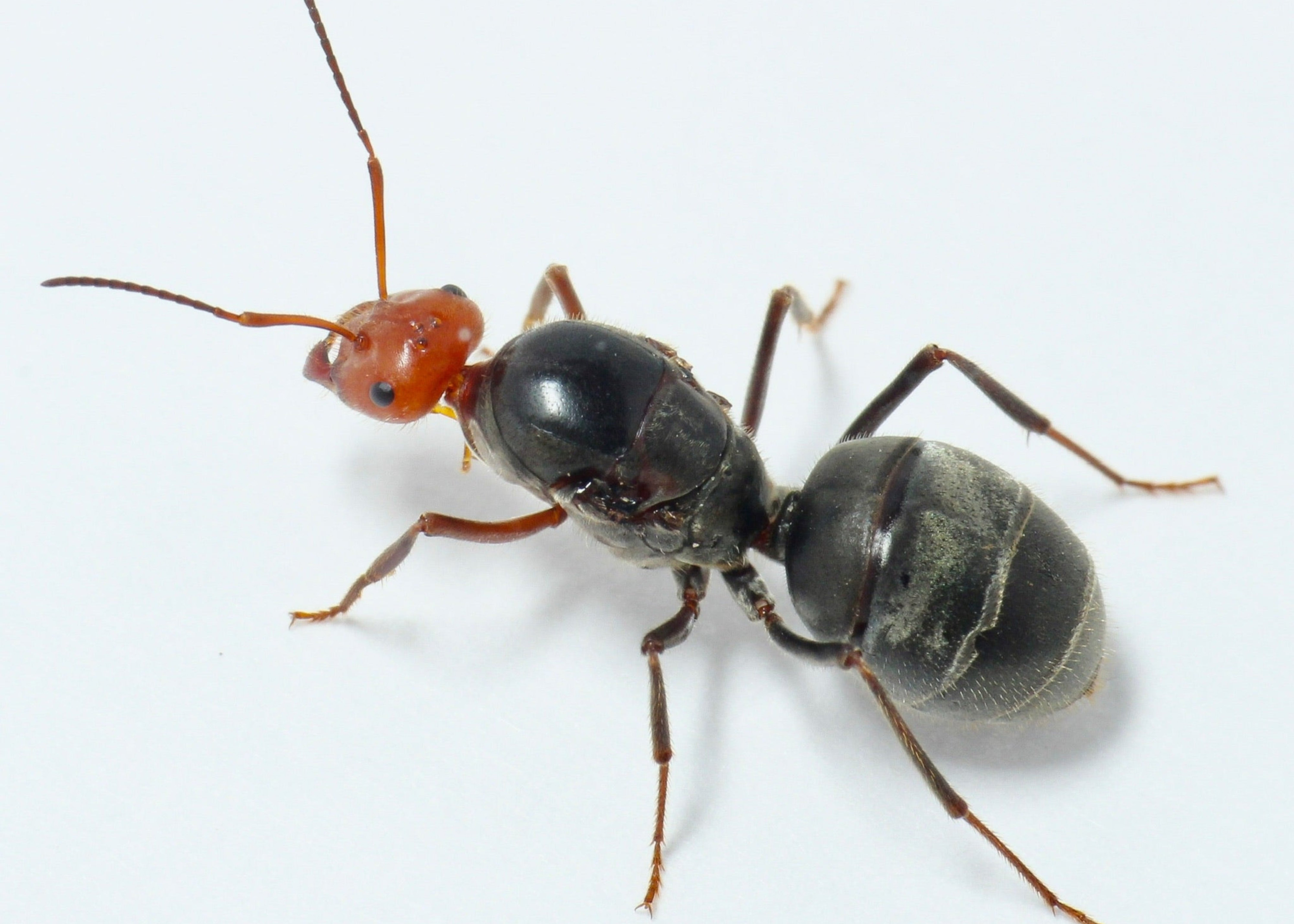 American Ant Store