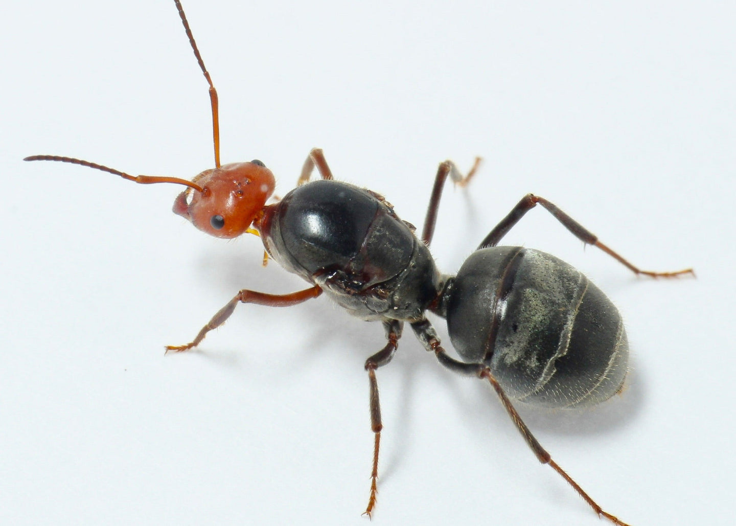 Myrmecocystus placodops queen ant - Red Honeypot Ant for sale