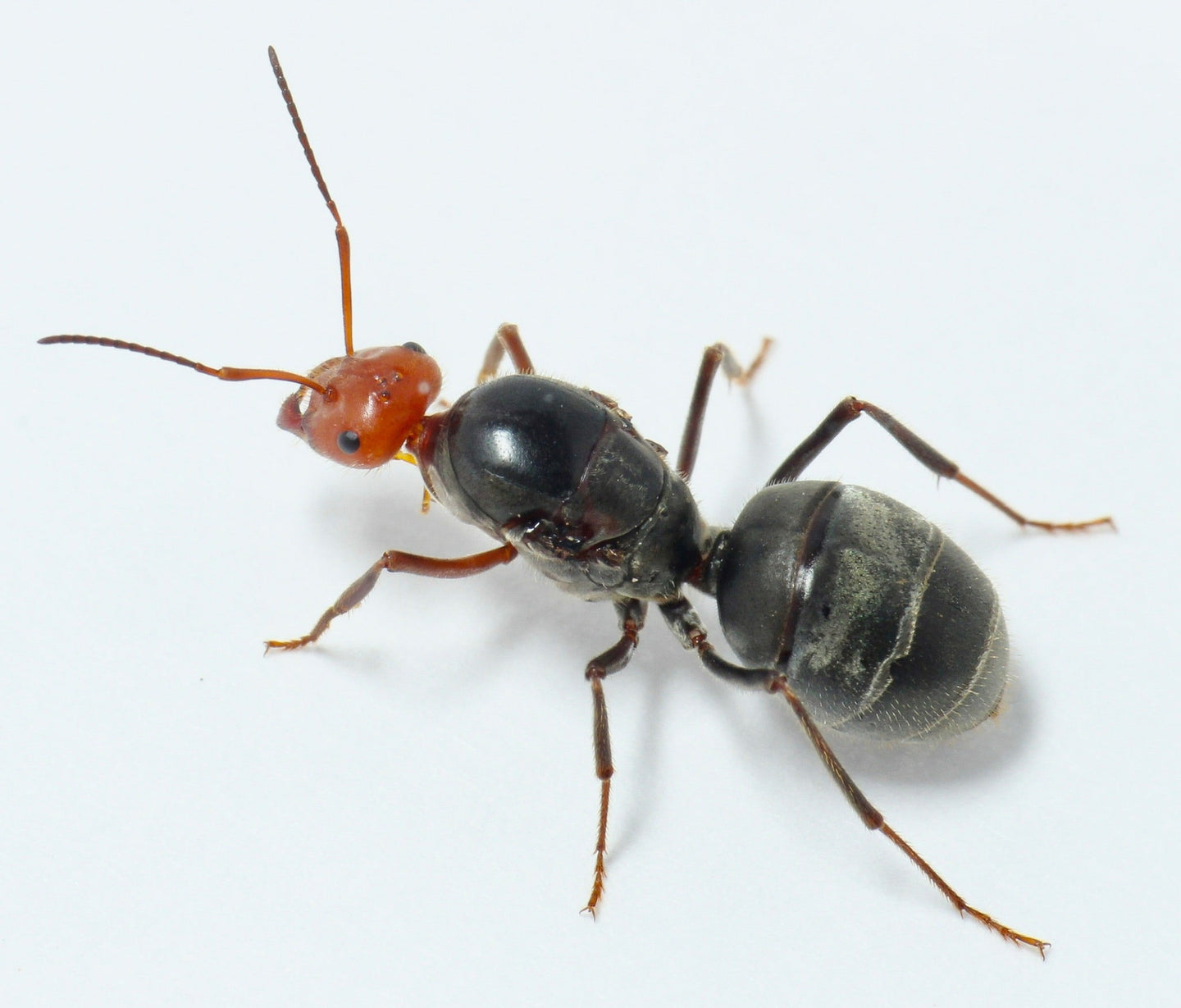 Myrmecocystus placodops