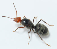 Myrmecocystus placodops