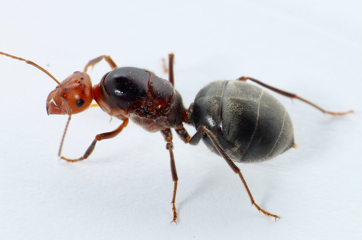 Myrmecocystus semirufus