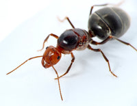 Myrmecocystus semirufus